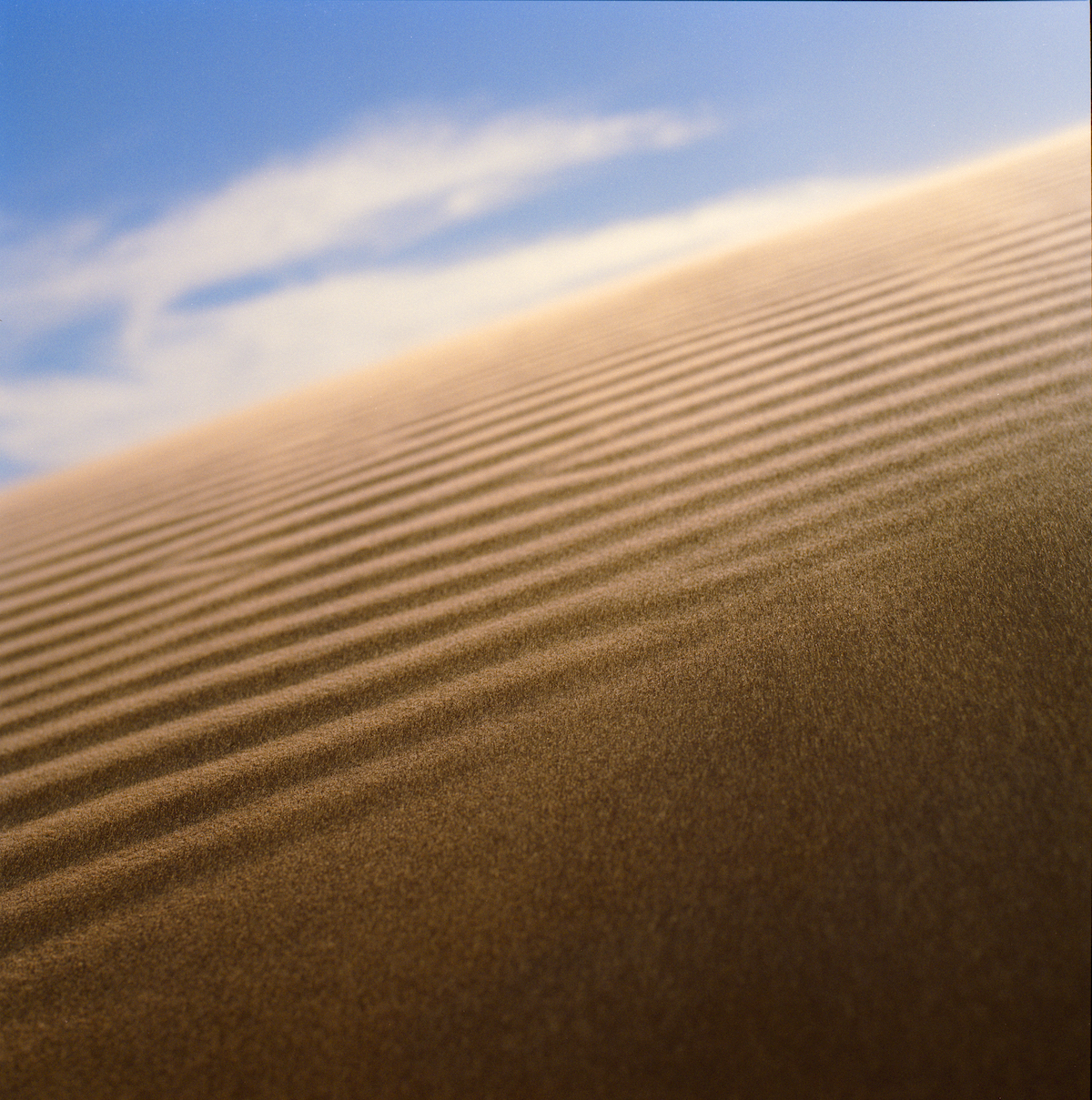 LION-A_41_09
