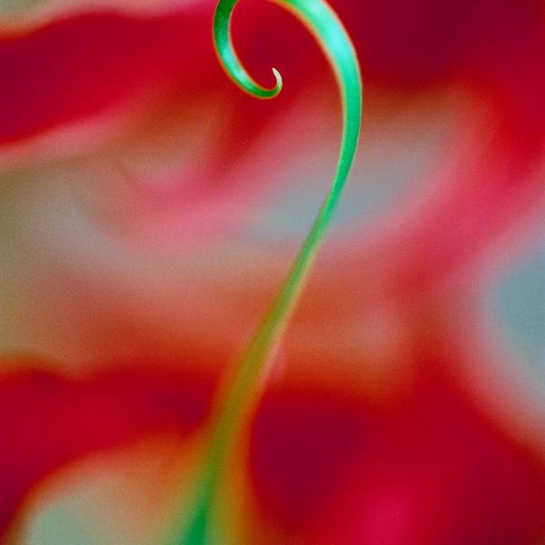 RA_MS_Flower_01
