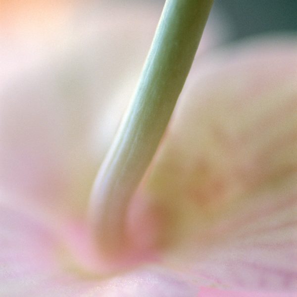 RA_MS_Flower_02