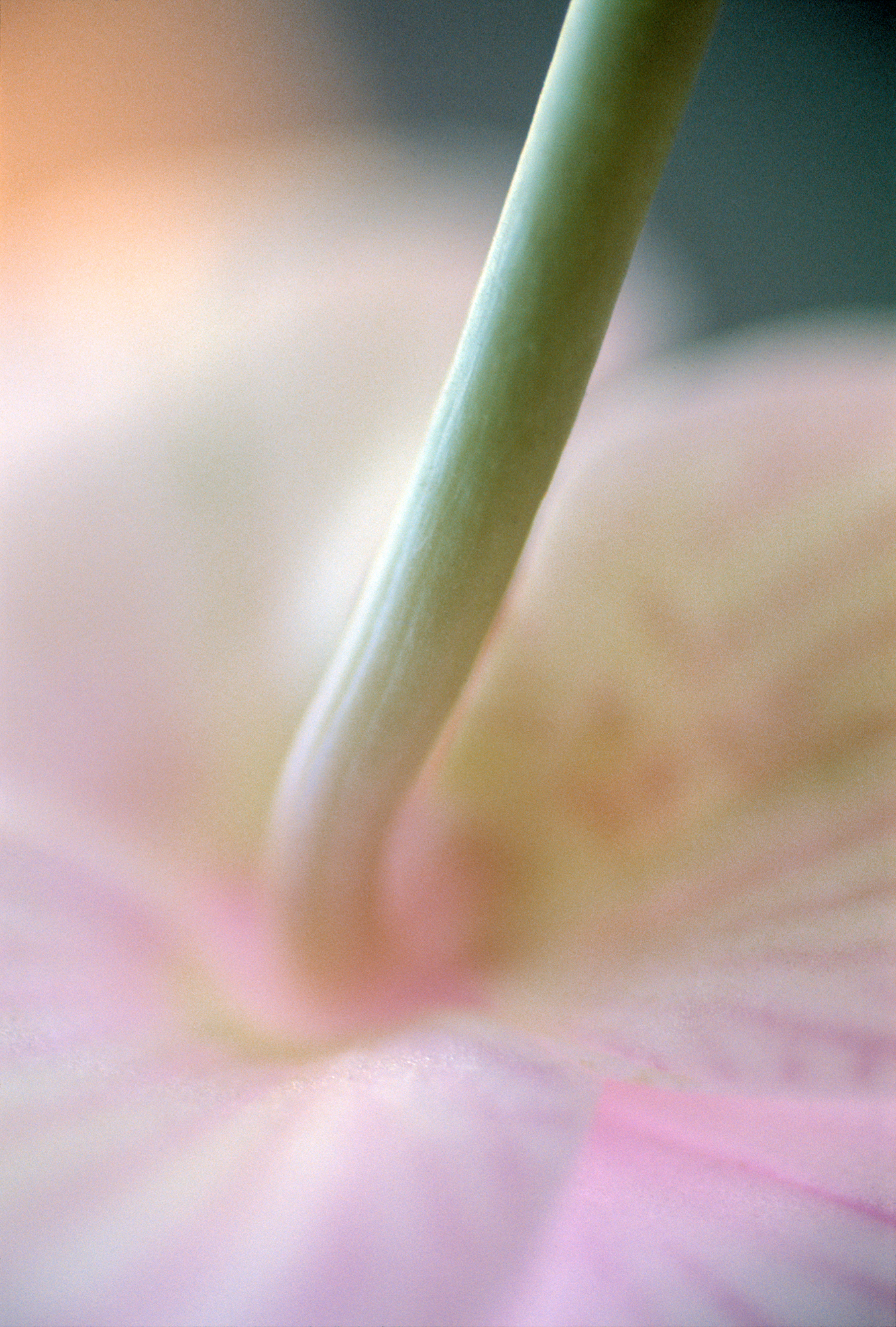 RA_MS_Flower_02