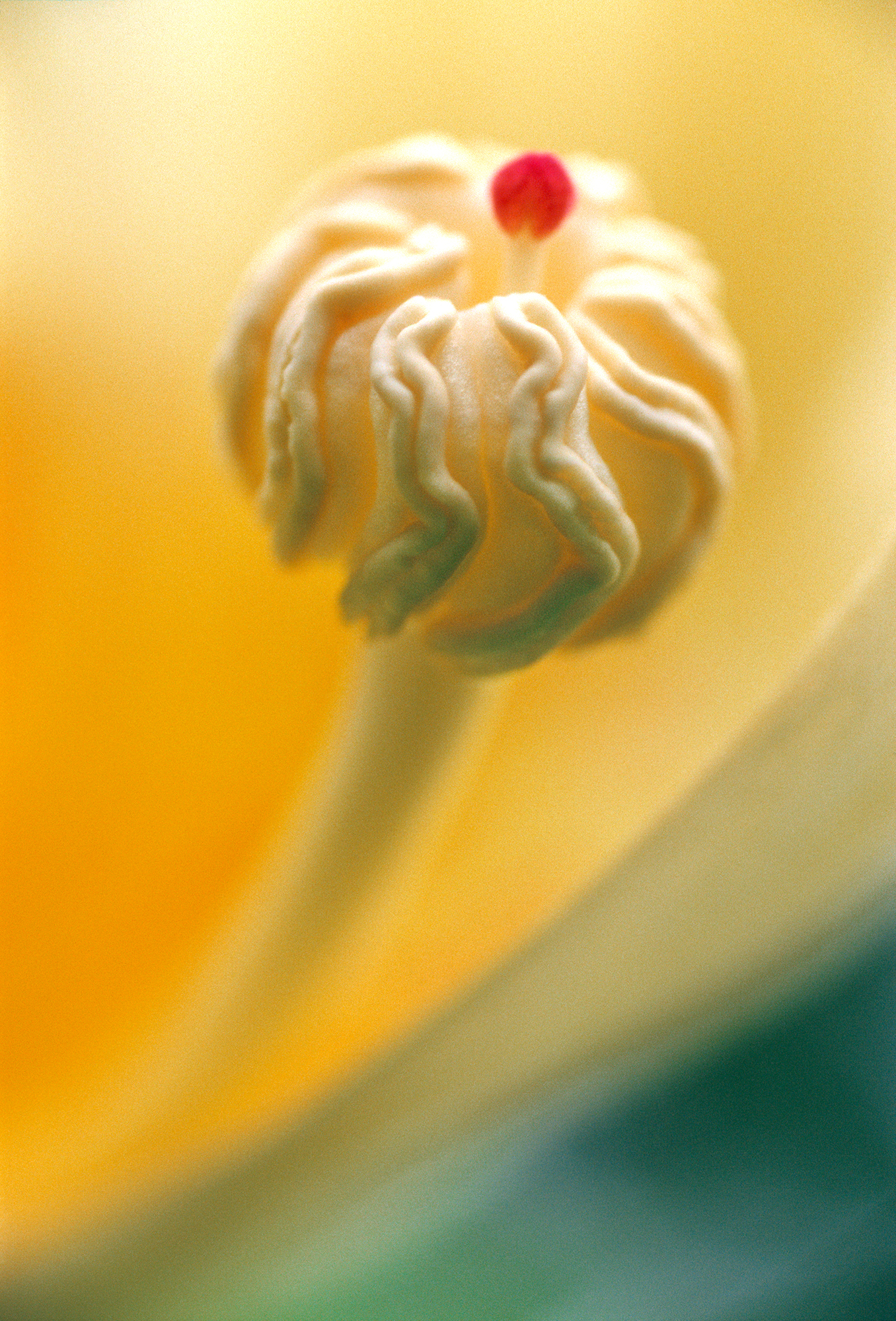 RA_MS_Flower_03