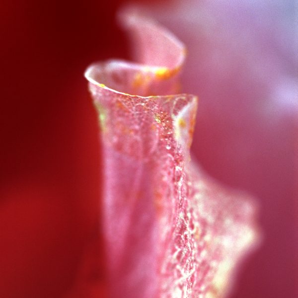 RA_MS_Flower_04