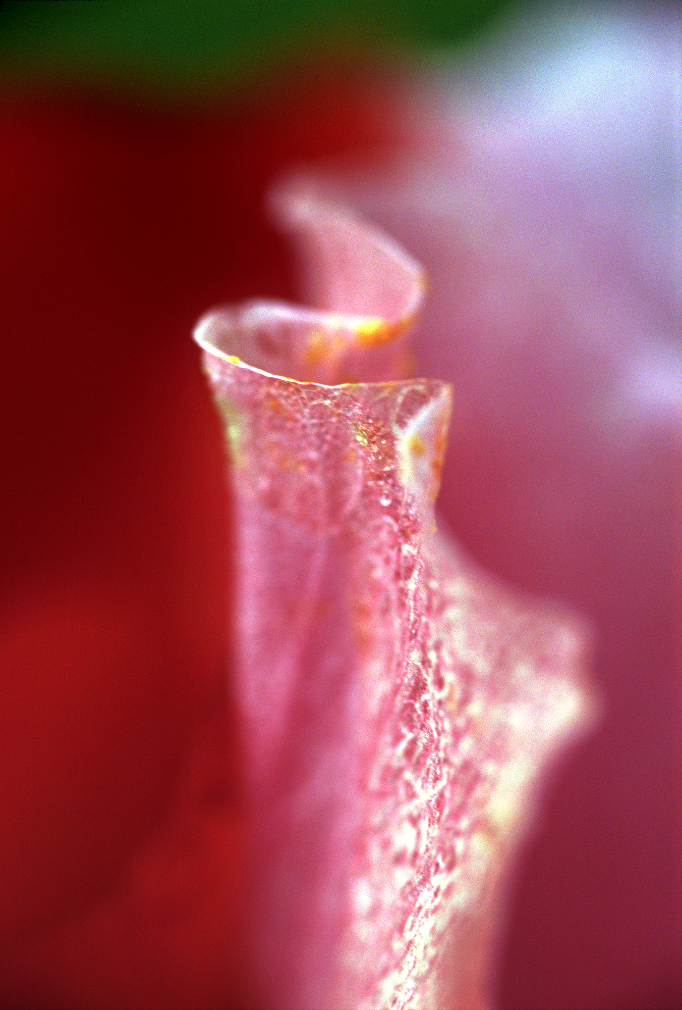 RA_MS_Flower_04
