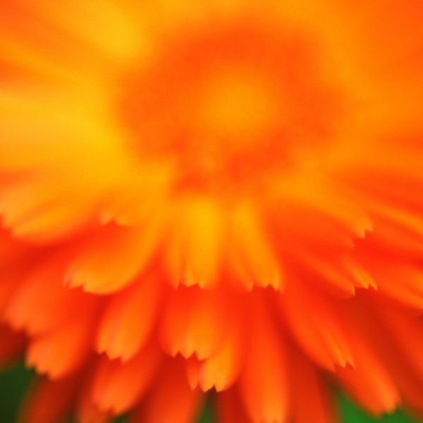 RA_MS_Flower_05