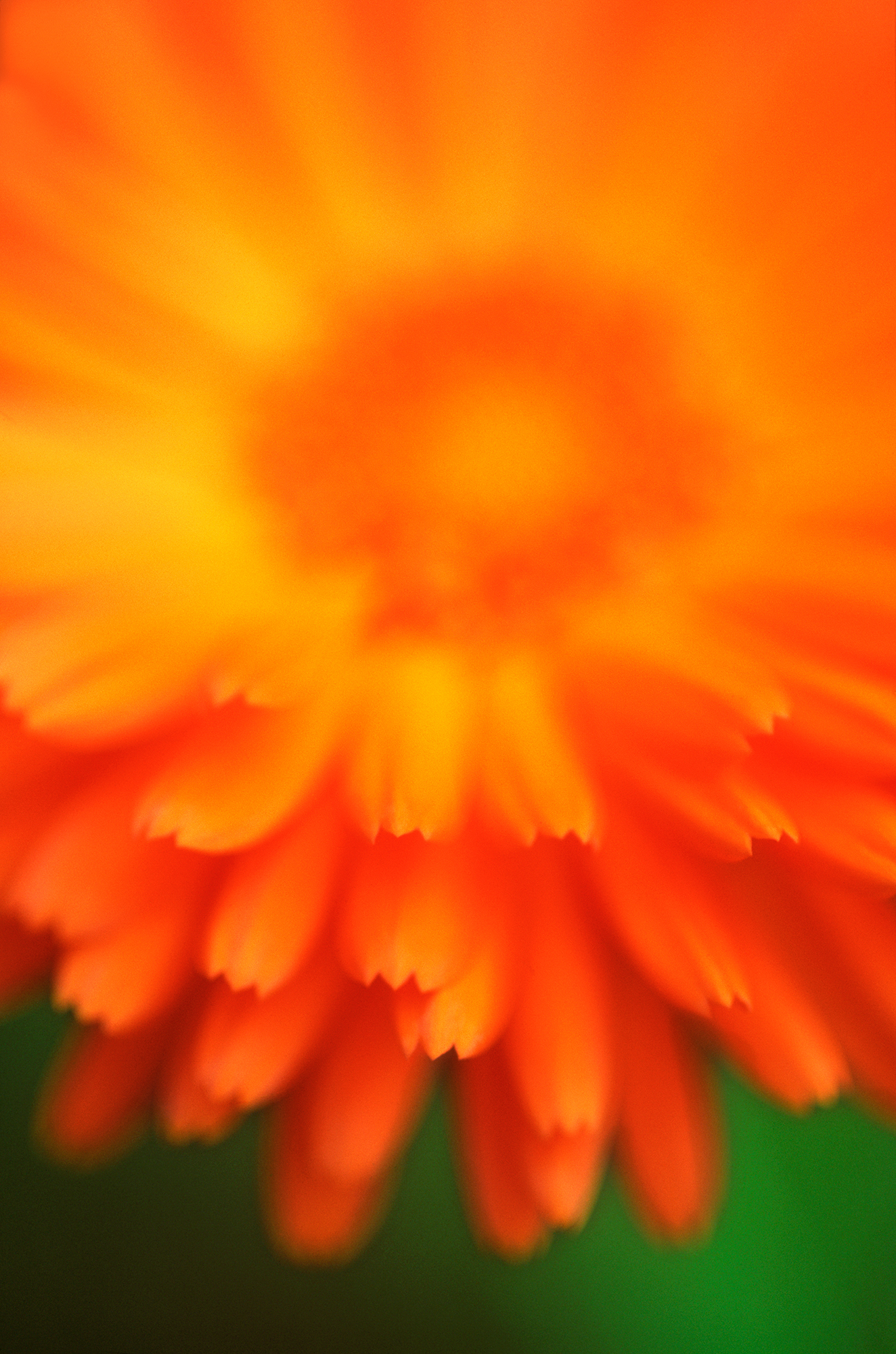 RA_MS_Flower_05