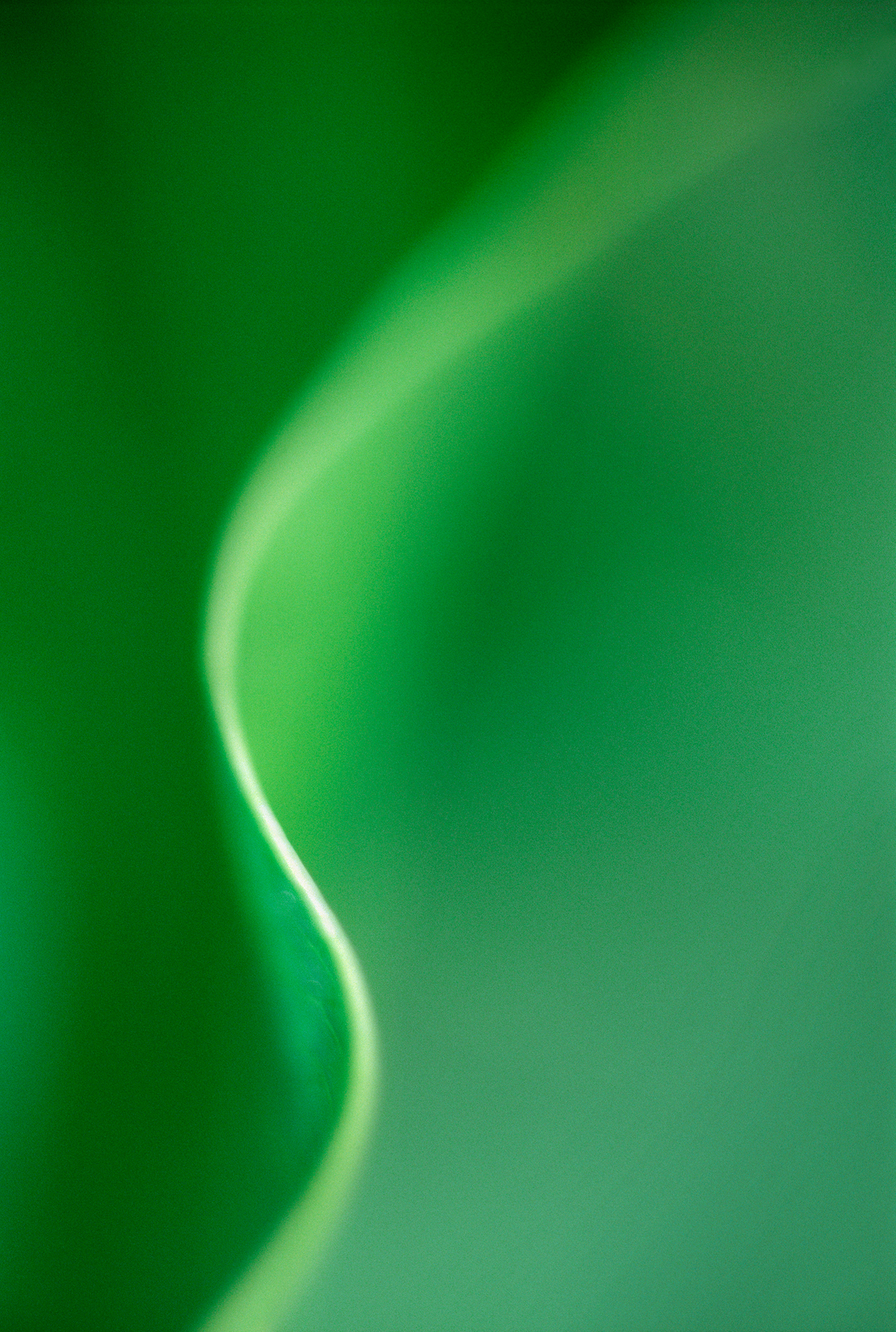 RA_MS_Flower_07