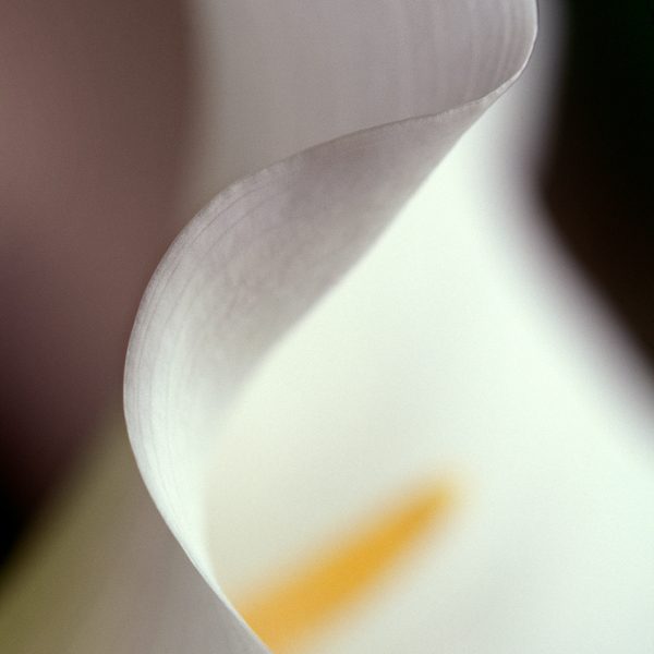 RA_MS_Flower_08