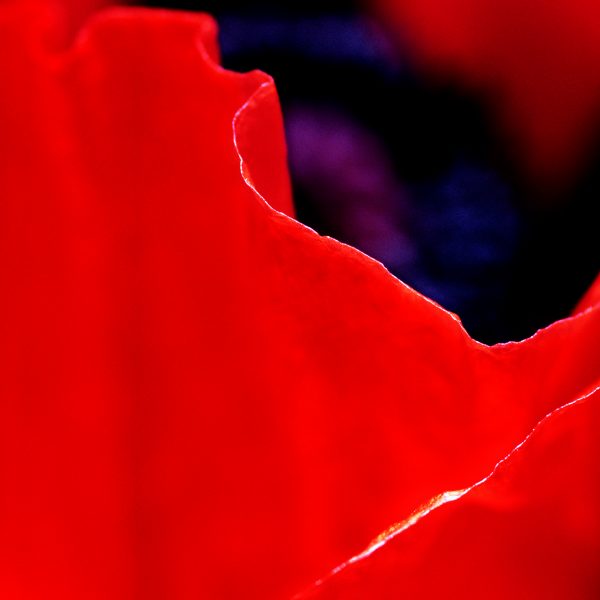 RA_MS_Flower_09
