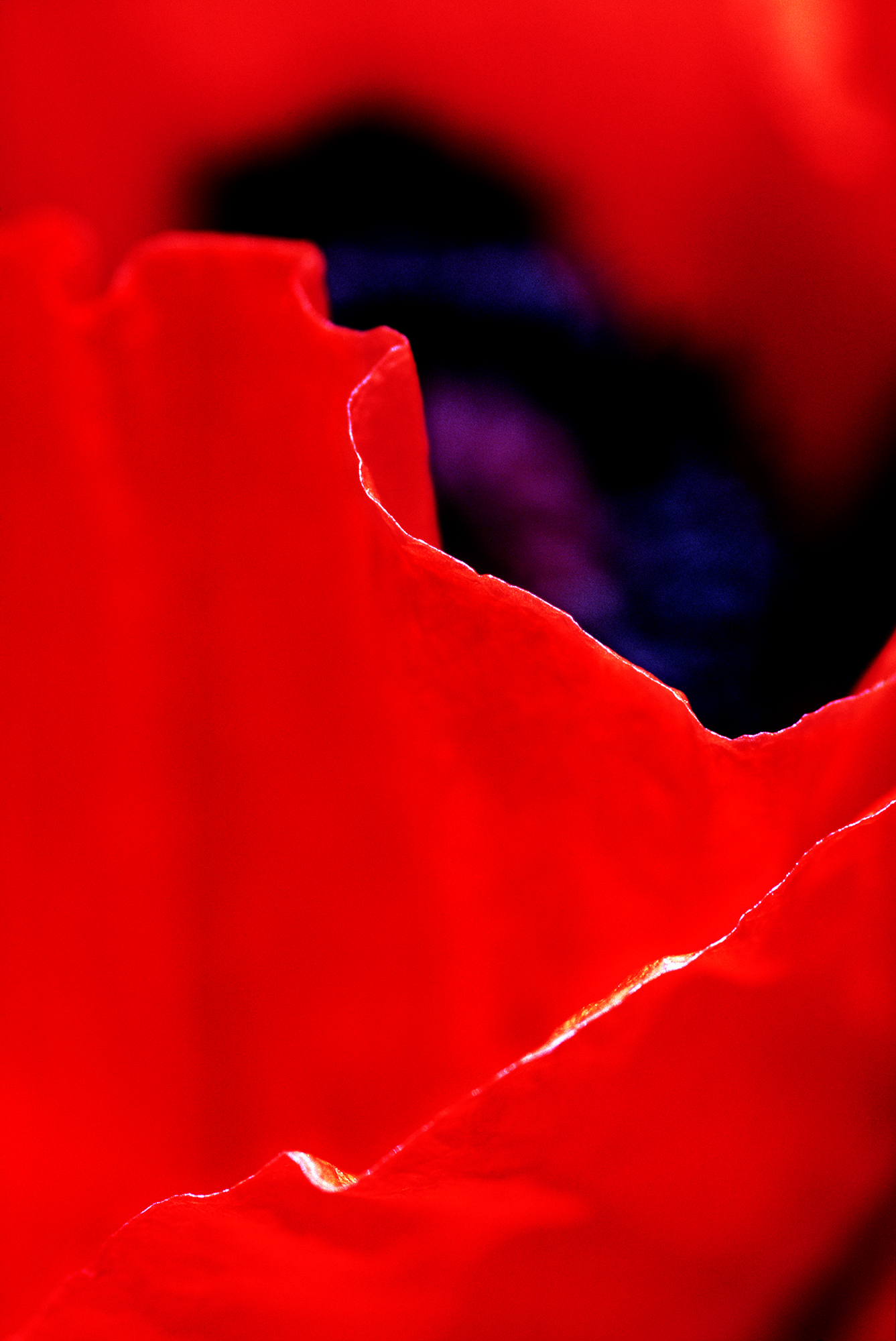 RA_MS_Flower_09
