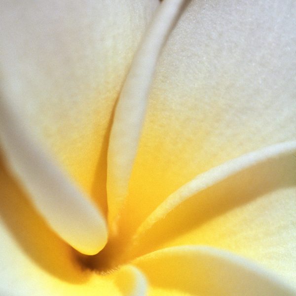 RA_MS_Flower_10