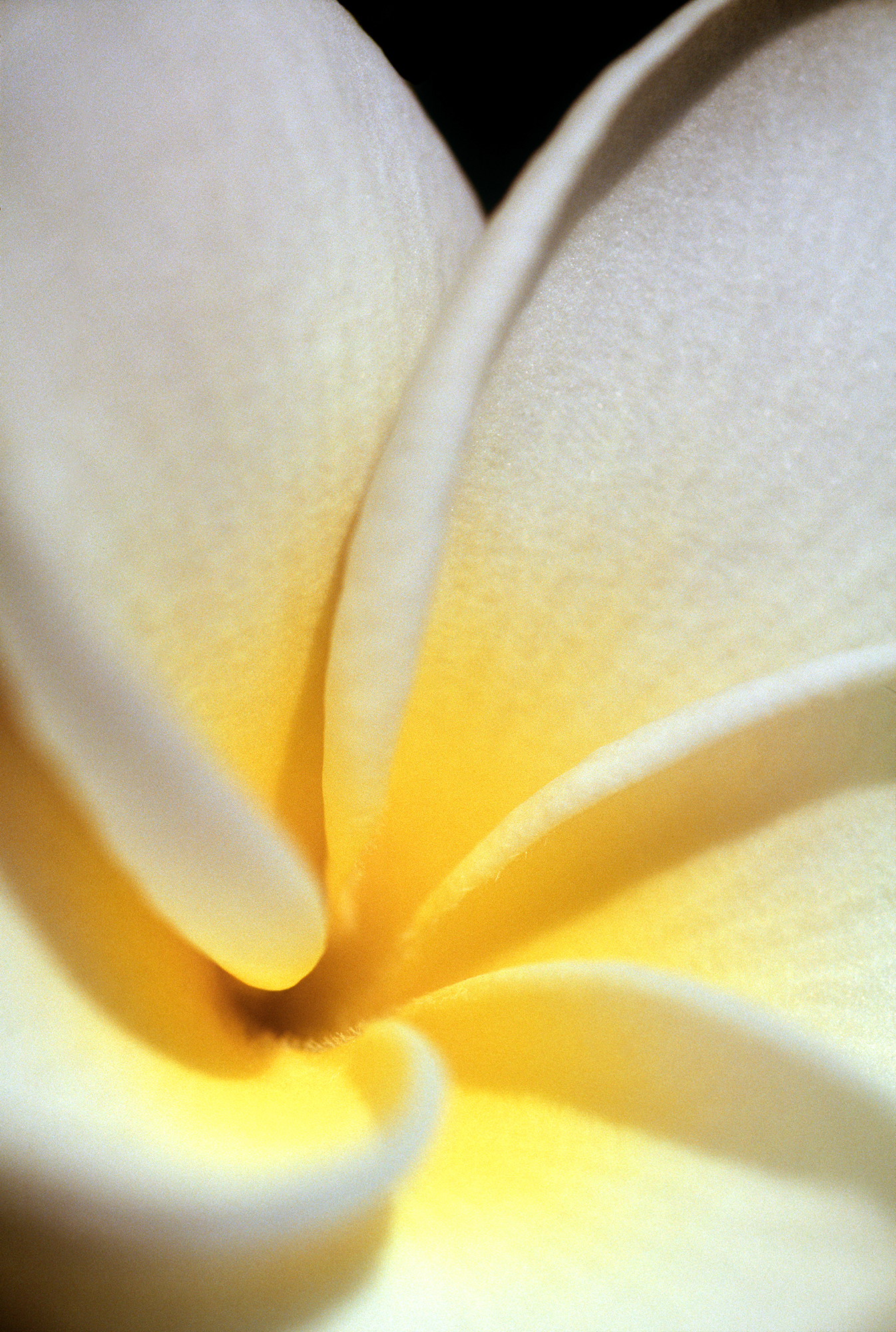 RA_MS_Flower_10