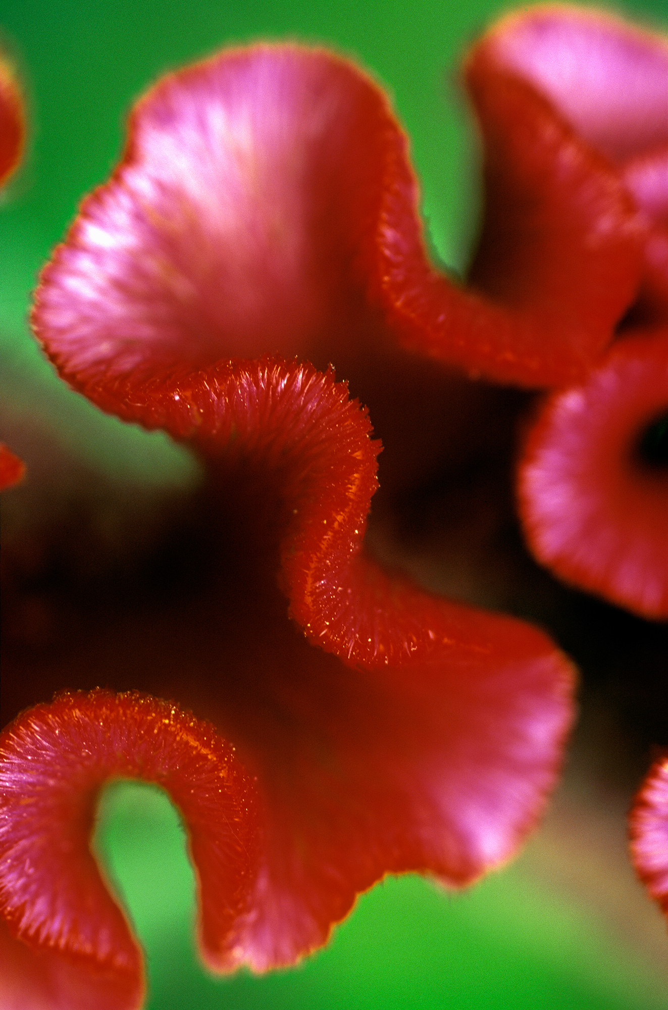RA_MS_Flower_15