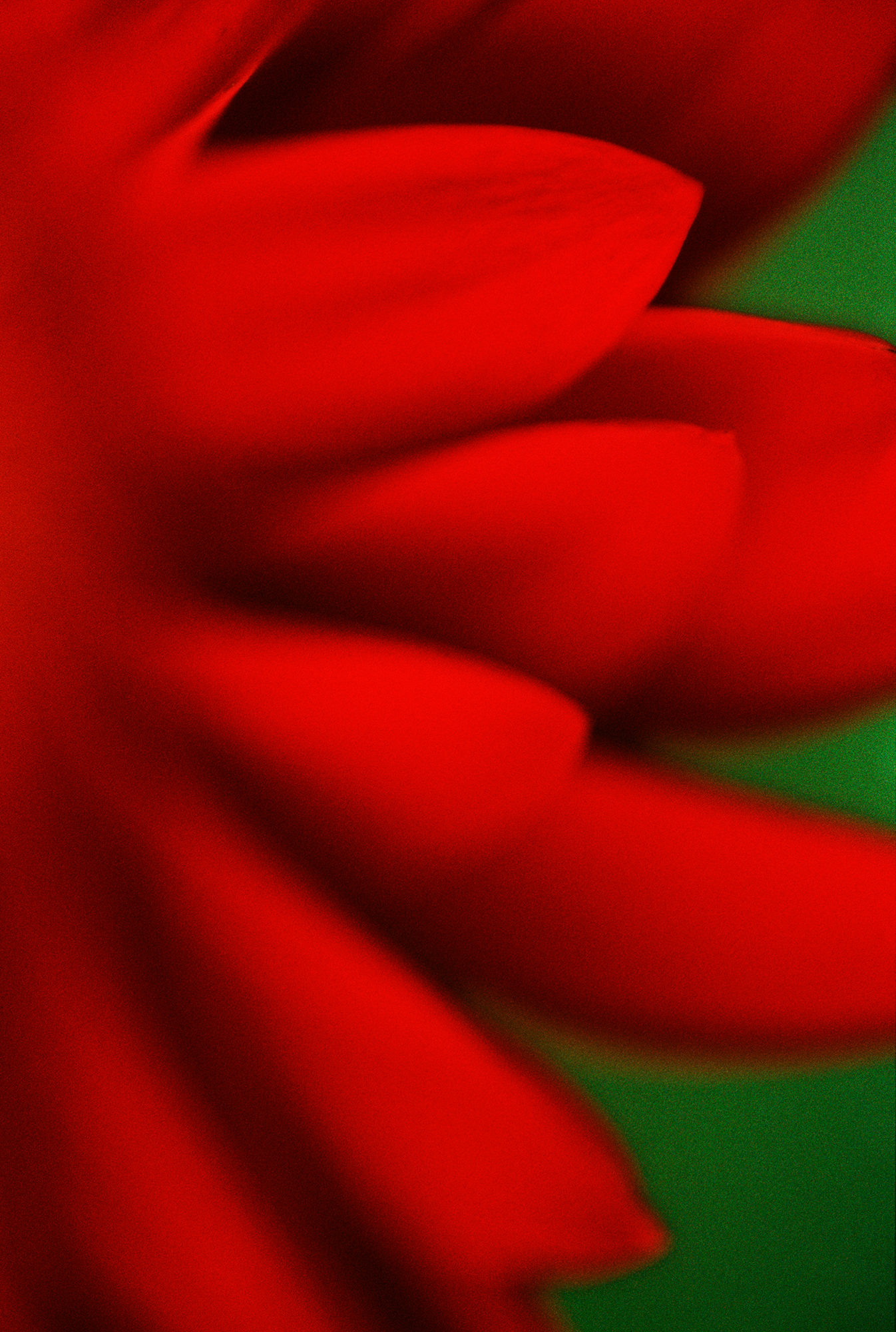 RA_MS_Flower_16
