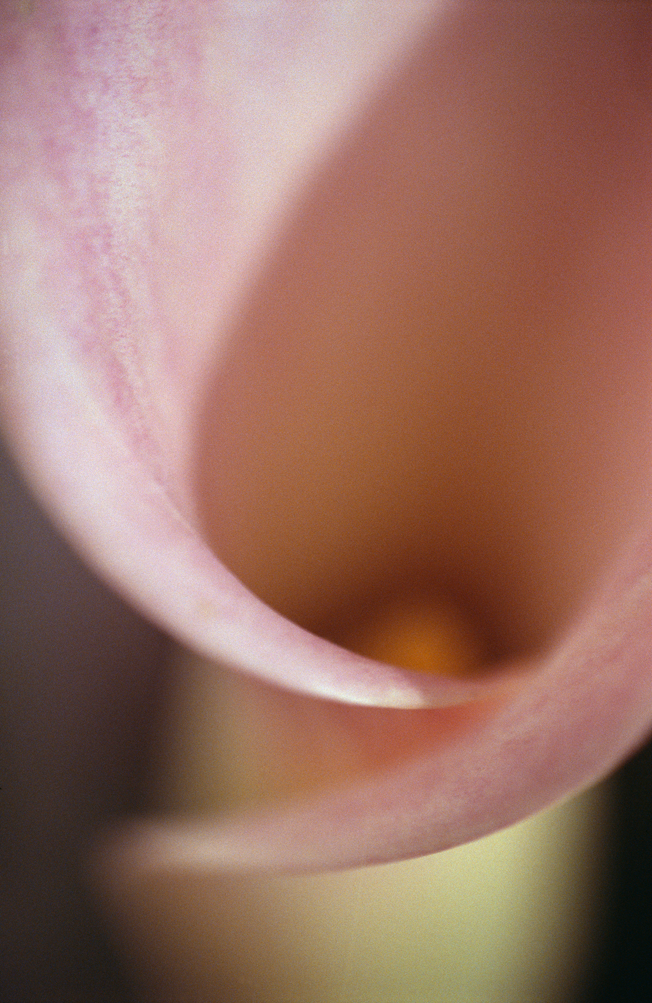 RA_MS_Flower_22